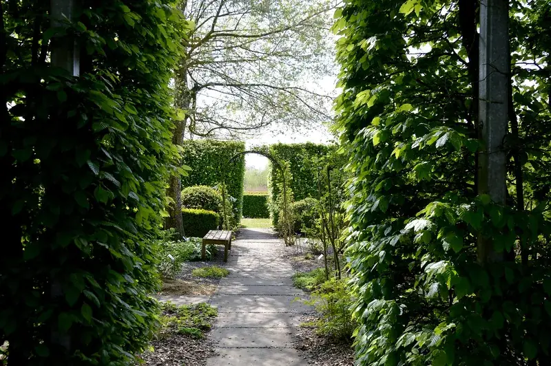 Tuinpad tussen hoge hagen naar een kruidentuin