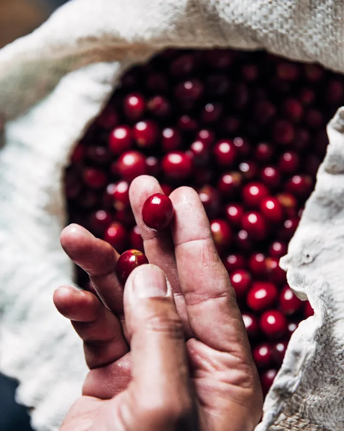 Hand met rijpe rode koffiebessen